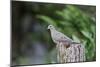 Mourning Dove-Gary Carter-Mounted Photographic Print