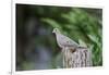 Mourning Dove-Gary Carter-Framed Photographic Print