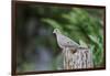 Mourning Dove-Gary Carter-Framed Photographic Print