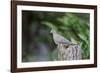 Mourning Dove-Gary Carter-Framed Photographic Print