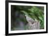 Mourning Dove-Gary Carter-Framed Photographic Print