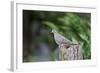 Mourning Dove-Gary Carter-Framed Photographic Print