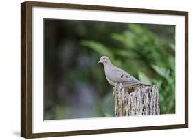 Mourning Dove-Gary Carter-Framed Photographic Print
