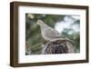 Mourning Dove-Gary Carter-Framed Photographic Print