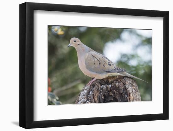 Mourning Dove-Gary Carter-Framed Photographic Print