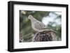 Mourning Dove-Gary Carter-Framed Photographic Print