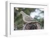 Mourning Dove-Gary Carter-Framed Photographic Print