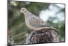 Mourning Dove-Gary Carter-Mounted Photographic Print