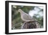 Mourning Dove-Gary Carter-Framed Photographic Print