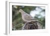 Mourning Dove-Gary Carter-Framed Photographic Print