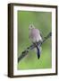 Mourning Dove-null-Framed Photographic Print