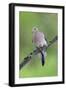 Mourning Dove-null-Framed Photographic Print