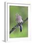 Mourning Dove-null-Framed Photographic Print