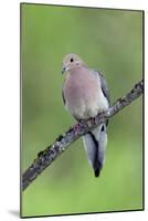 Mourning Dove-null-Mounted Photographic Print