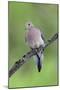 Mourning Dove-null-Mounted Photographic Print