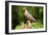 Mourning Dove-Lantern Press-Framed Art Print