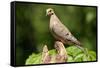 Mourning Dove-Lantern Press-Framed Stretched Canvas