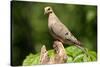 Mourning Dove-Lantern Press-Stretched Canvas