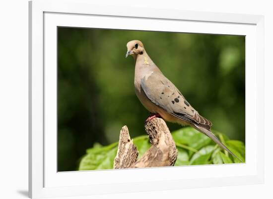 Mourning Dove-Lantern Press-Framed Art Print