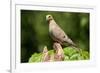 Mourning Dove-Lantern Press-Framed Art Print