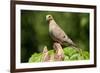 Mourning Dove-Lantern Press-Framed Art Print