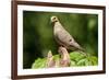 Mourning Dove-Lantern Press-Framed Art Print