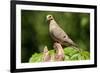 Mourning Dove-Lantern Press-Framed Art Print