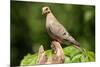 Mourning Dove-Lantern Press-Mounted Art Print