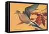 Mourning Dove-null-Framed Stretched Canvas