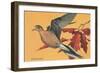 Mourning Dove-null-Framed Art Print