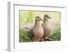 Mourning Doves (Zeaida Macroura) Pair-Larry Ditto-Framed Photographic Print