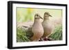 Mourning Doves (Zeaida Macroura) Pair-Larry Ditto-Framed Photographic Print