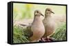 Mourning Doves (Zeaida Macroura) Pair-Larry Ditto-Framed Stretched Canvas