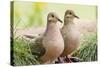 Mourning Doves (Zeaida Macroura) Pair-Larry Ditto-Stretched Canvas