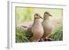 Mourning Doves (Zeaida Macroura) Pair-Larry Ditto-Framed Photographic Print