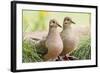 Mourning Doves (Zeaida Macroura) Pair-Larry Ditto-Framed Photographic Print