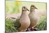 Mourning Doves (Zeaida Macroura) Pair-Larry Ditto-Mounted Photographic Print