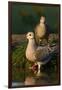 Mourning Doves (Zeaida Macroura) Pair-Larry Ditto-Framed Photographic Print