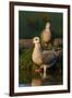 Mourning Doves (Zeaida Macroura) Pair-Larry Ditto-Framed Premium Photographic Print