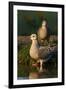 Mourning Doves (Zeaida Macroura) Pair-Larry Ditto-Framed Premium Photographic Print