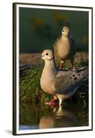 Mourning Doves (Zeaida Macroura) Pair-Larry Ditto-Framed Premium Photographic Print