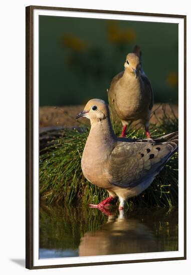 Mourning Doves (Zeaida Macroura) Pair-Larry Ditto-Framed Premium Photographic Print