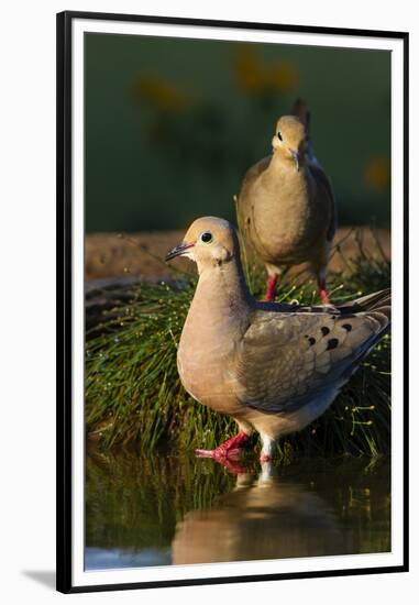 Mourning Doves (Zeaida Macroura) Pair-Larry Ditto-Framed Premium Photographic Print
