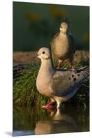 Mourning Doves (Zeaida Macroura) Pair-Larry Ditto-Mounted Premium Photographic Print