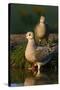 Mourning Doves (Zeaida Macroura) Pair-Larry Ditto-Stretched Canvas