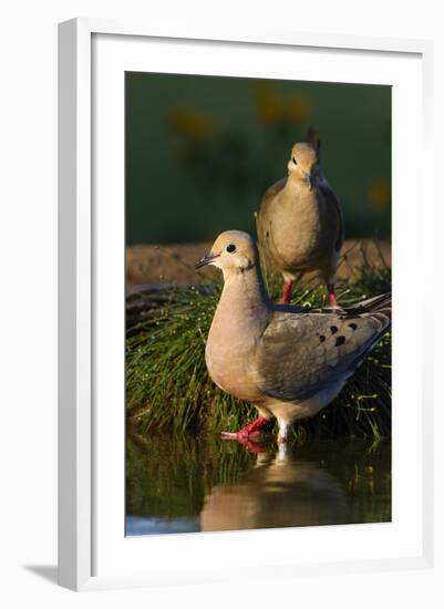 Mourning Doves (Zeaida Macroura) Pair-Larry Ditto-Framed Photographic Print