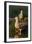 Mourning Doves (Zeaida Macroura) Pair-Larry Ditto-Framed Photographic Print