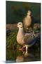 Mourning Doves (Zeaida Macroura) Pair-Larry Ditto-Mounted Photographic Print