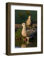 Mourning Doves (Zeaida Macroura) Pair-Larry Ditto-Framed Photographic Print