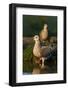 Mourning Doves (Zeaida Macroura) Pair-Larry Ditto-Framed Photographic Print